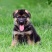 纯种德国牧羊犬幼犬活体动物大型犬黑背警犬小狼狗马犬宠物活