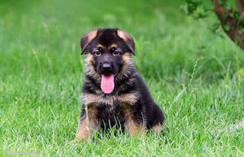 纯种德国牧羊犬幼犬活体动物大型犬黑背警犬小狼狗马犬宠物活