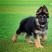 纯种德国牧羊犬幼犬活体动物大型犬黑背警犬小狼狗马犬宠物活