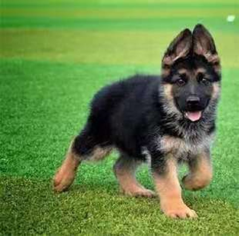 纯种德国牧羊犬幼犬活体动物大型犬黑背警犬小狼狗马犬宠物活