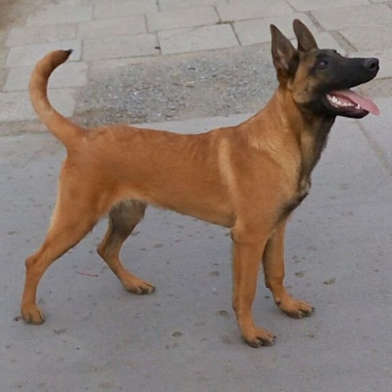 马犬幼犬活体马犬警犬纯种比利时马犬出售黑红家养马犬幼犬狼