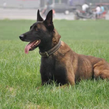 马犬幼犬活体马犬警犬纯种比利时马犬出售黑红家养马犬幼犬狼