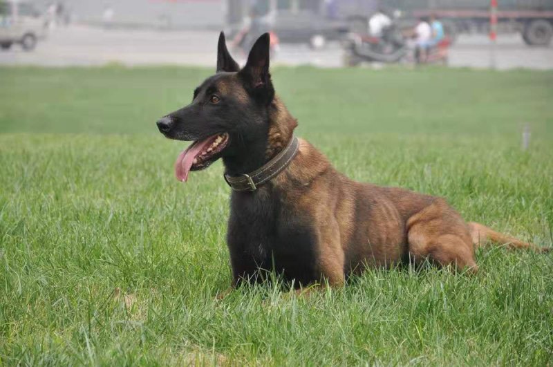 马犬幼犬活体马犬警犬纯种比利时马犬出售黑红家养马犬幼犬狼