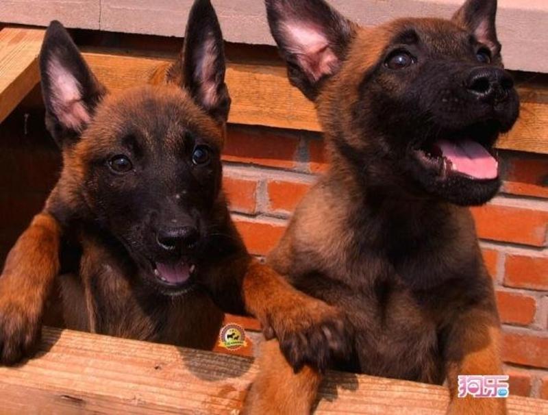 马犬幼犬活体马犬警犬纯种比利时马犬出售黑红家养马犬幼犬狼