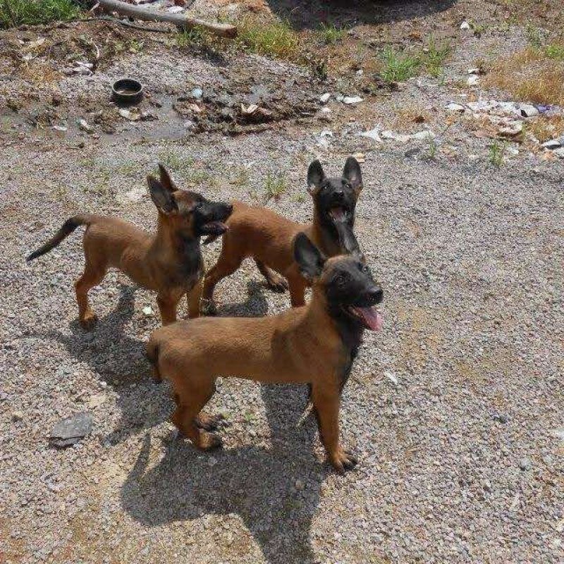 马犬幼犬活体马犬警犬纯种比利时马犬出售黑红家养马犬幼犬狼