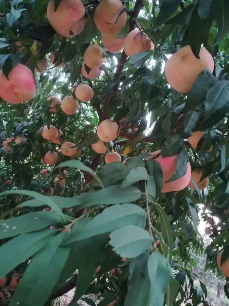 陕西金秋红蜜桃，中秋红桃，九月红，大量有货
