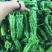 301辣椒，个大毛皮靓，条形直，大量现货，
