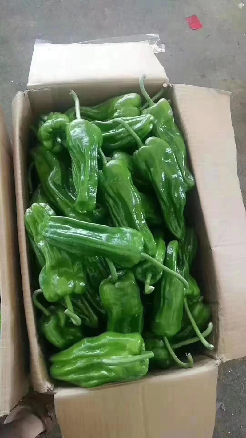 301辣椒，个大毛皮靓，条形直，大量现货，