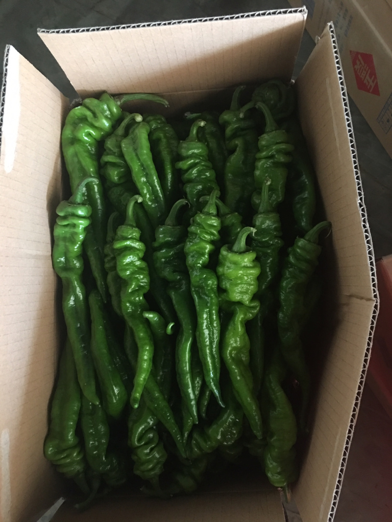 301辣椒，个大毛皮靓，条形直，大量现货，