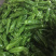 301辣椒，个大毛皮靓，条形直，大量现货，
