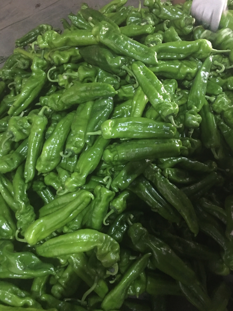 301辣椒，个大毛皮靓，条形直，大量现货，