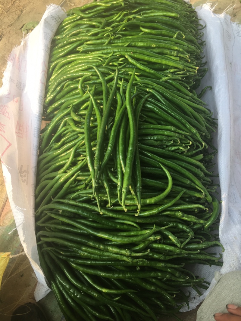 301辣椒，个大毛皮靓，条形直，大量现货，