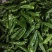 301辣椒，个大毛皮靓，条形直，大量现货，