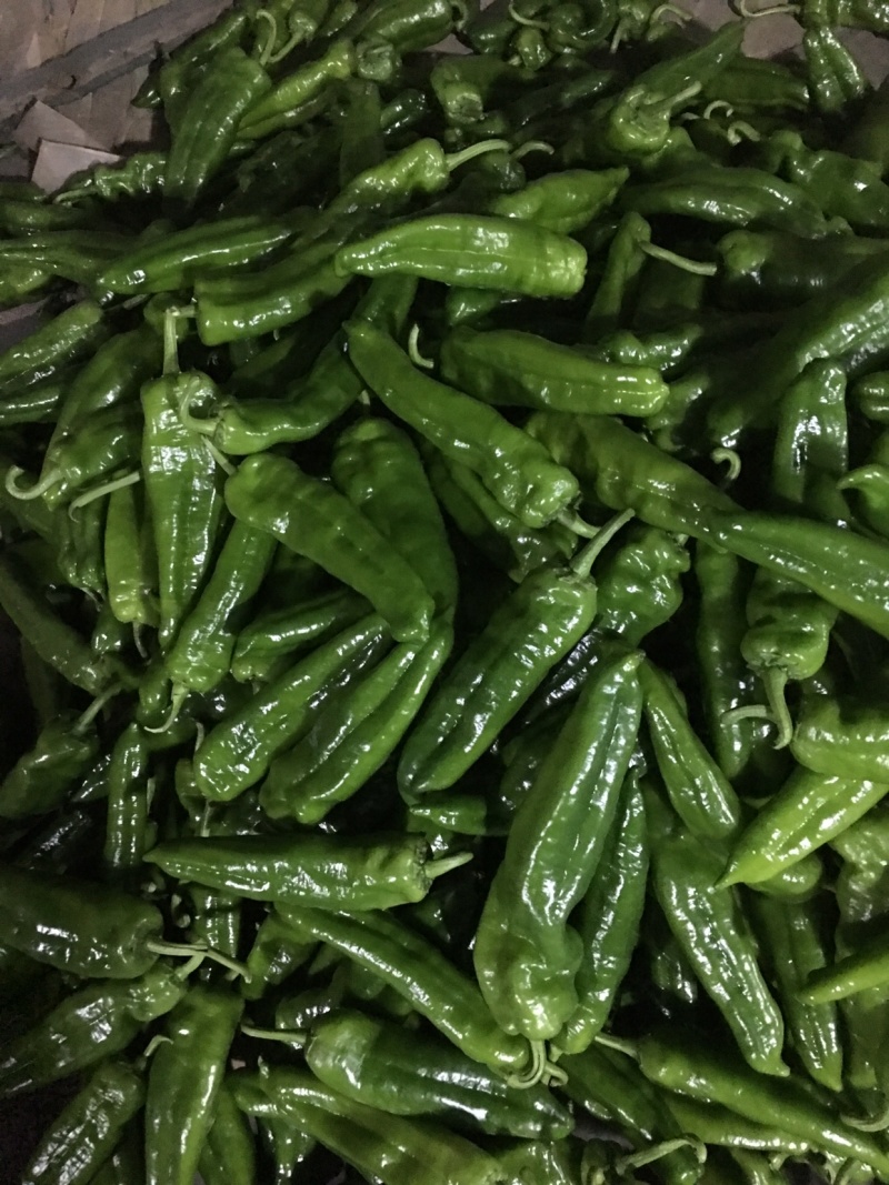 301辣椒，个大毛皮靓，条形直，大量现货，