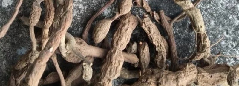 短刺虎刺,产地浙江，质优价实，品质保证，药典标准道地良药