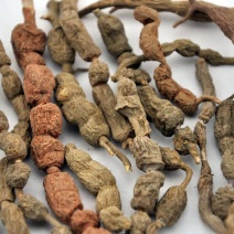 短刺虎刺,产地浙江，质优价实，品质保证，药典标准道地良药