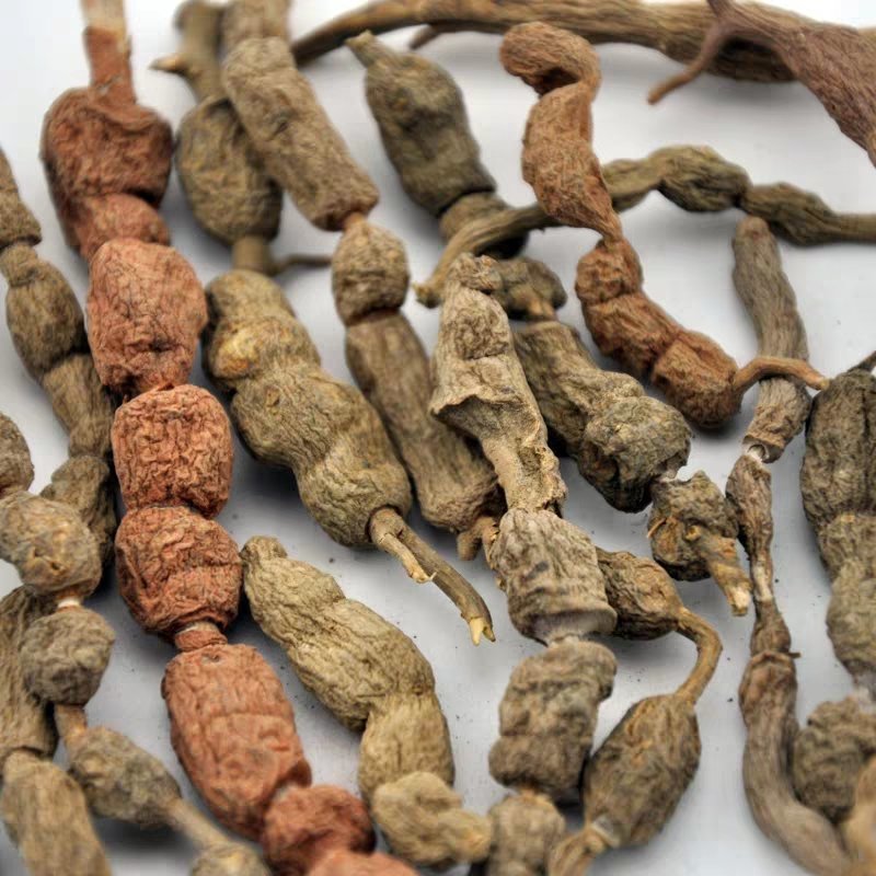 短刺虎刺,产地浙江，质优价实，品质保证，药典标准道地良药