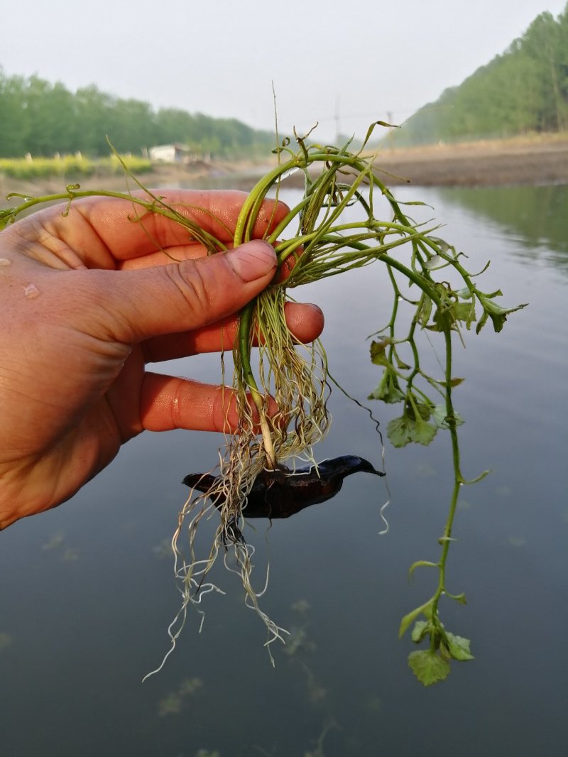 高产老菱角种子四季水生植物菱角苗高产大菱角种子