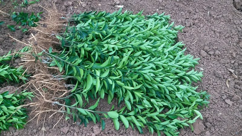 沃柑苗