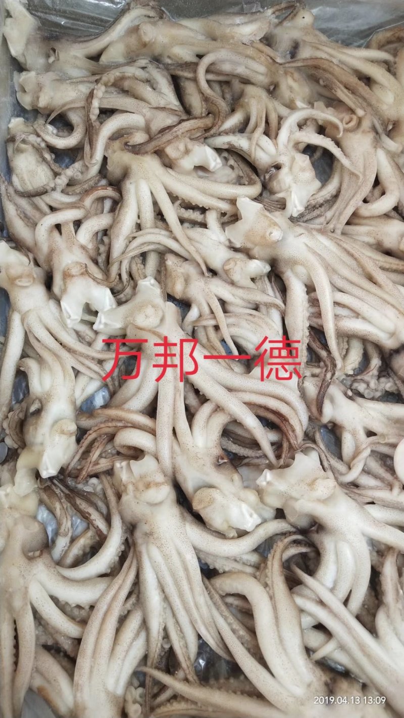 八爪鱼