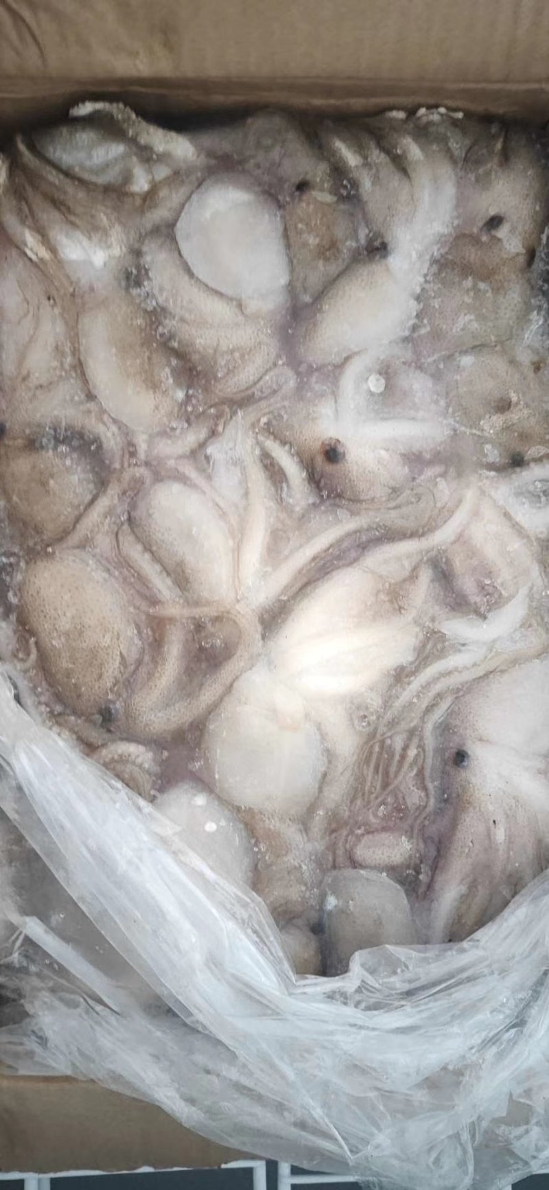 八爪鱼