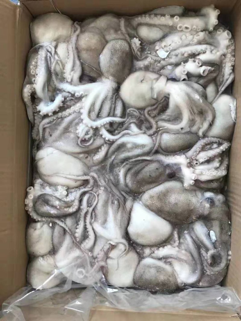 八爪鱼