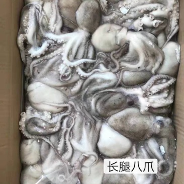 八爪鱼