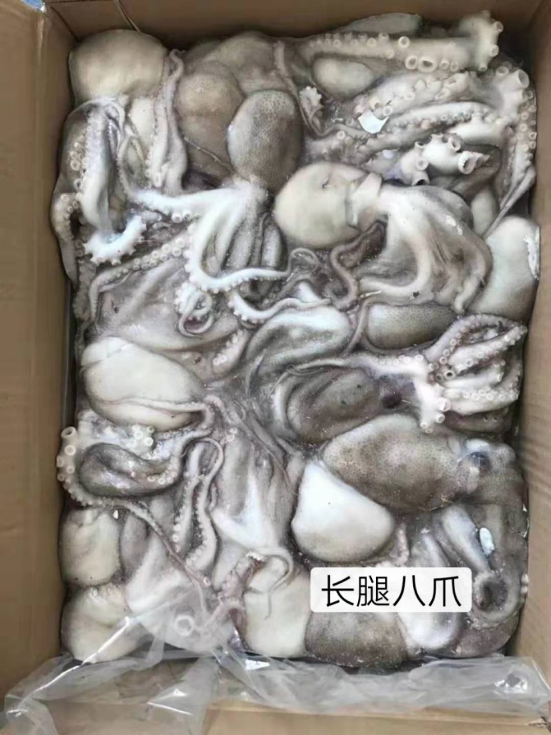八爪鱼