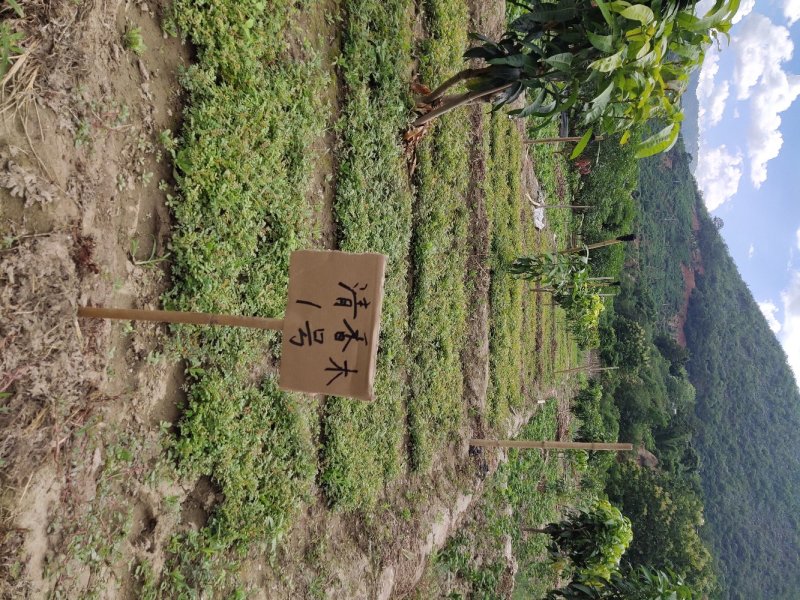 云南保山潞江坝清香木小裸根苗