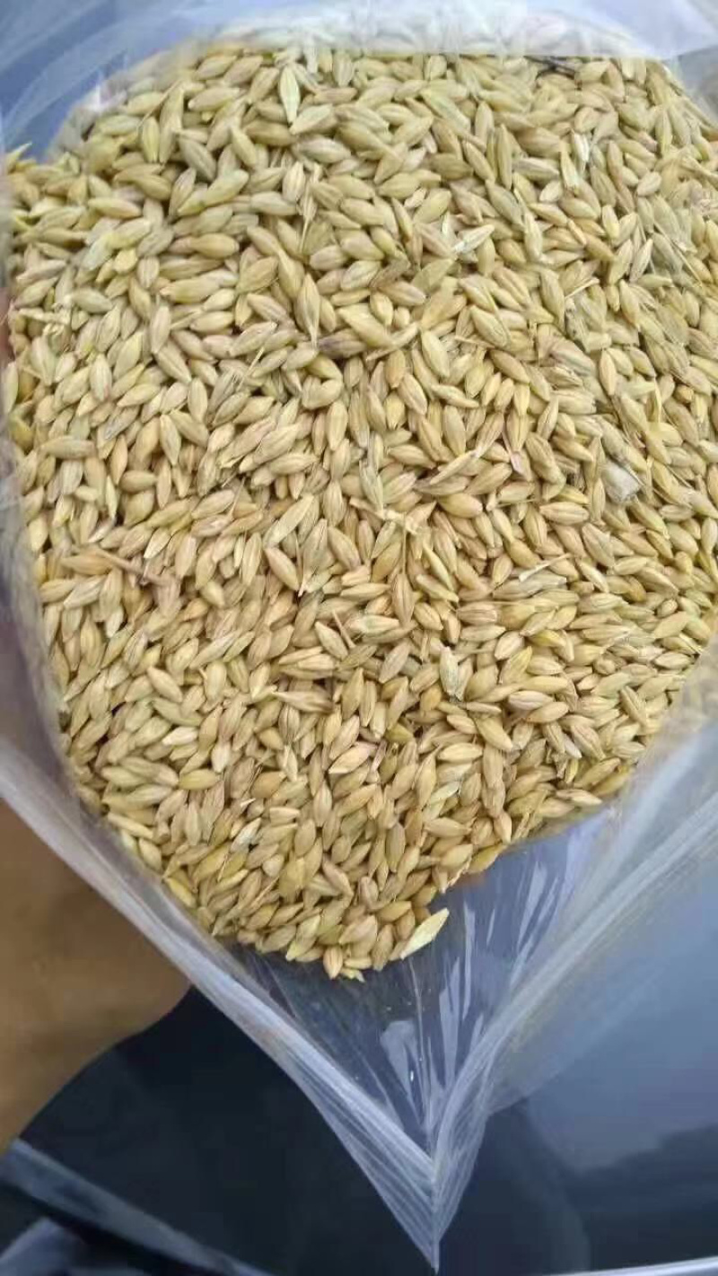 加拿大饲料级大麦一手货源