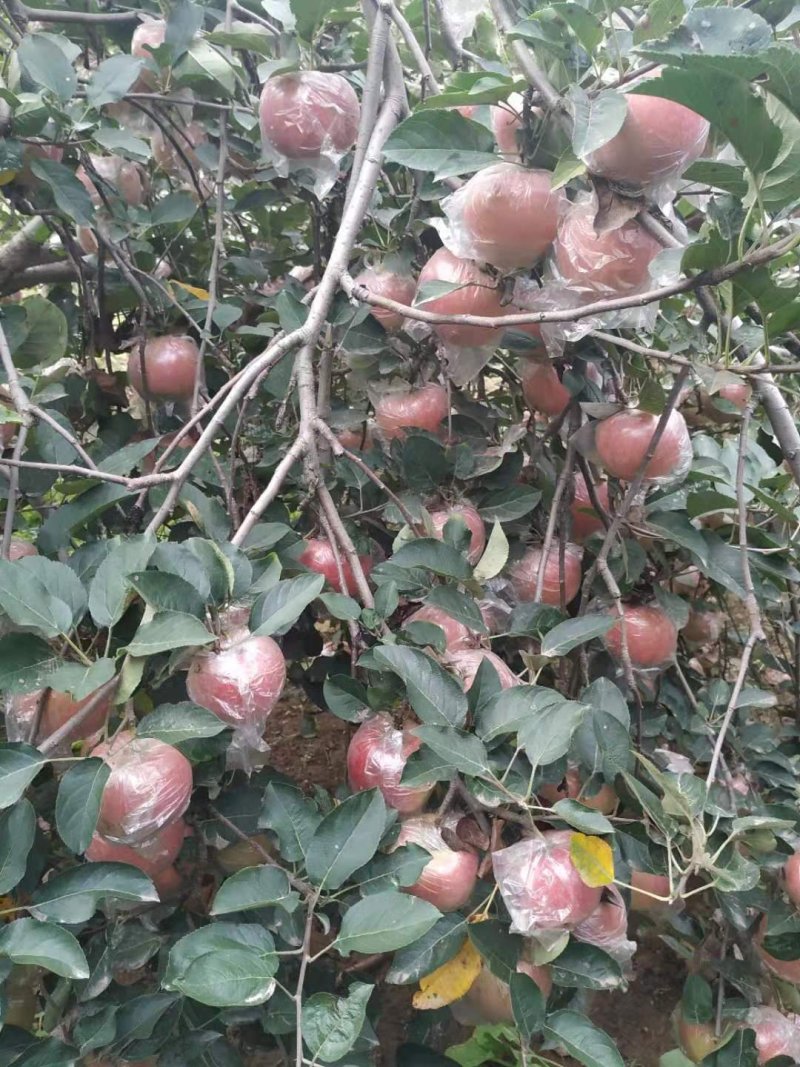 纸加膜富士，斗南，果红