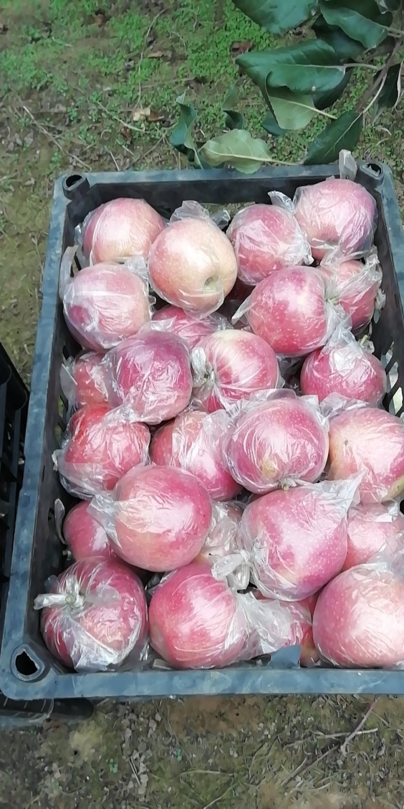 纸加膜富士，斗南，果红