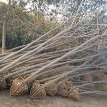 合欢树基地，合欢苗圃直销，规格全面，价格合理