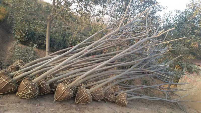 合欢树基地，合欢苗圃直销，规格全面，价格合理
