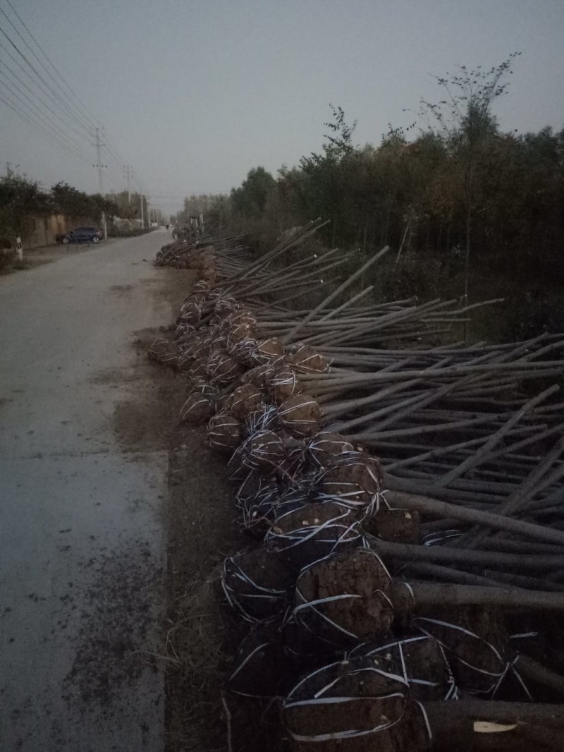 合欢树基地，合欢苗圃直销，规格全面，价格合理