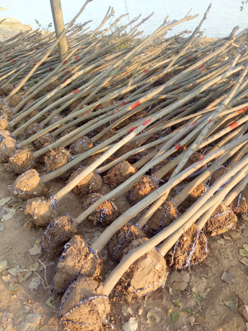 合欢树基地，合欢苗圃直销，规格全面，价格合理