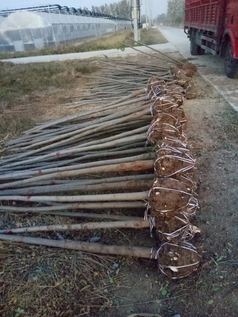 合欢树基地，合欢苗圃直销，规格全面，价格合理