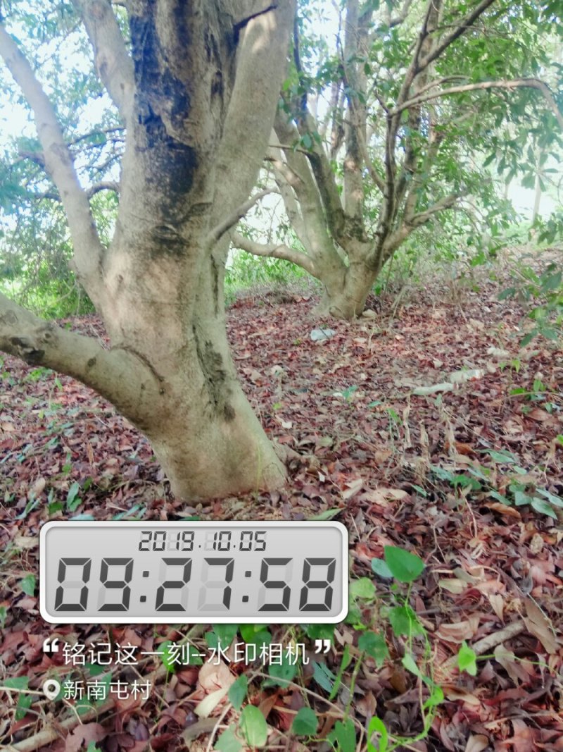 大果杨梅树