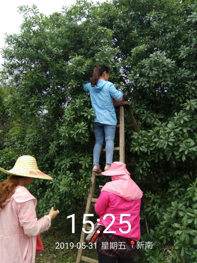 大果杨梅树