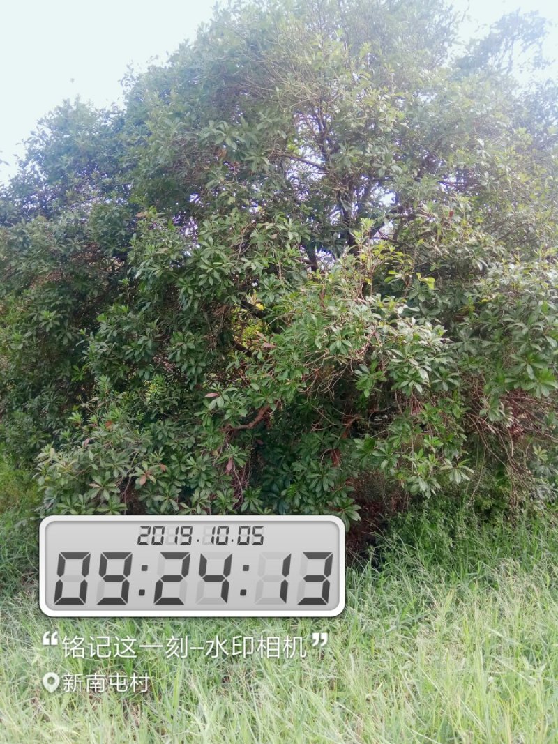 大果杨梅树