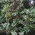 大果杨梅树