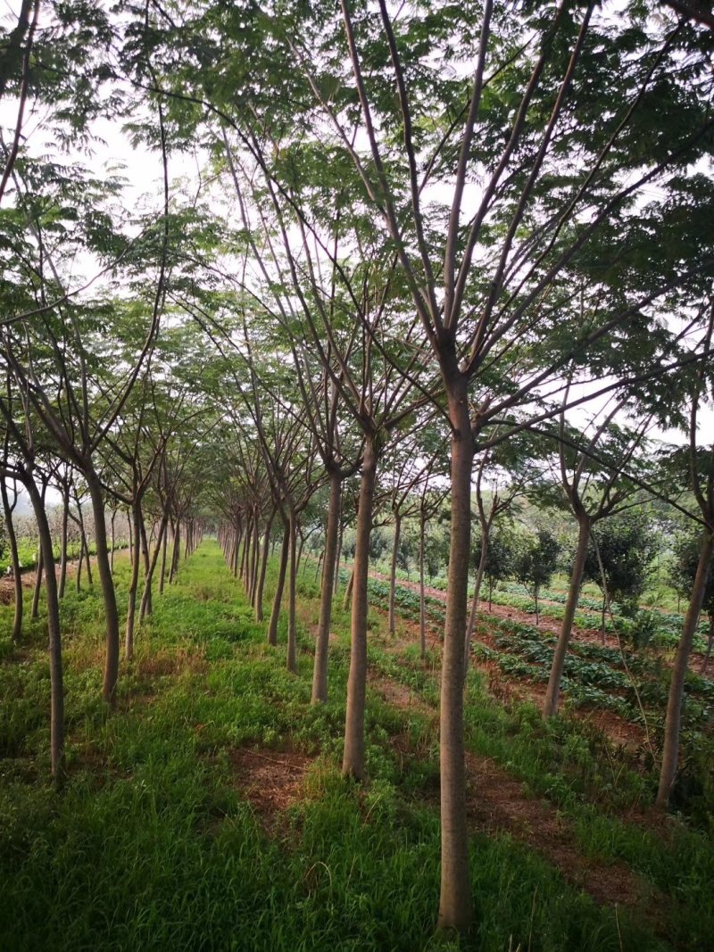 合欢树基地，合欢苗圃直销，规格全面，价格合理