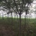 合欢树基地，合欢苗圃直销，规格全面，价格合理