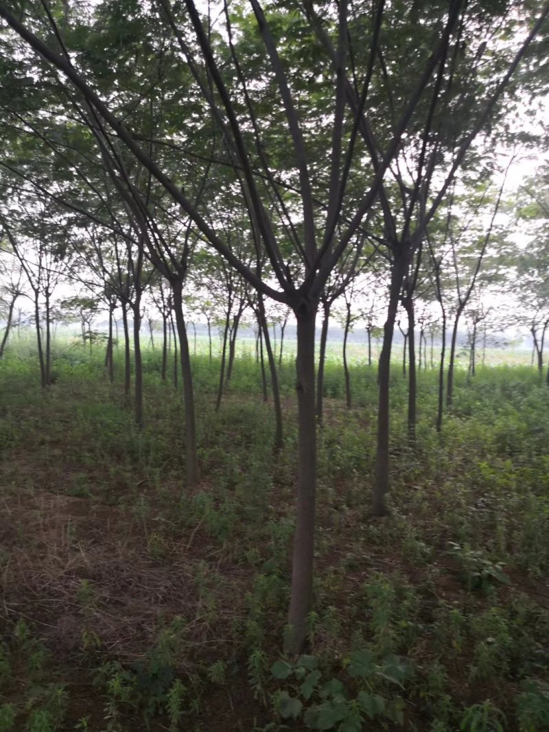 合欢树基地，合欢苗圃直销，规格全面，价格合理