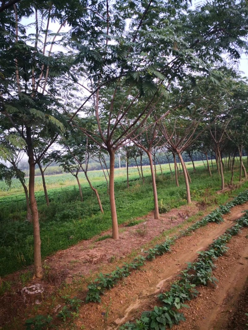 合欢树基地，合欢苗圃直销，规格全面，价格合理