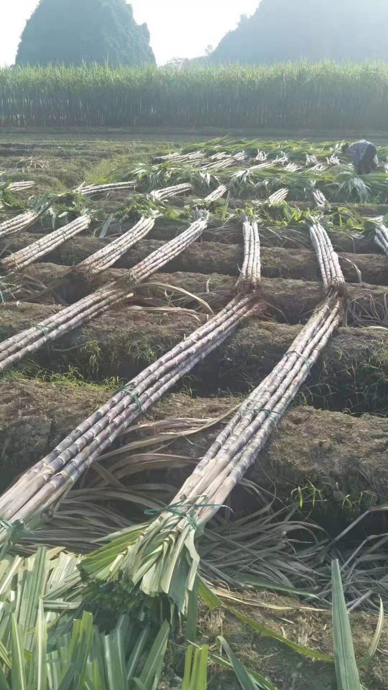 热卖区(广西甘蔗)基地直供，回程车免费提供。