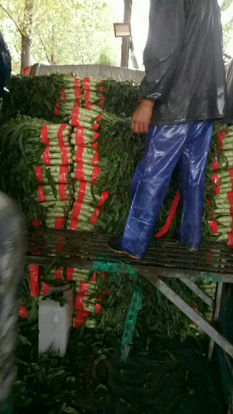 红尖叶莴苣大量上市中