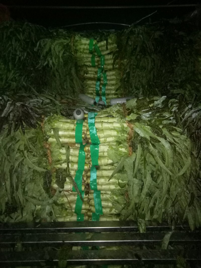 红尖叶莴苣大量上市中