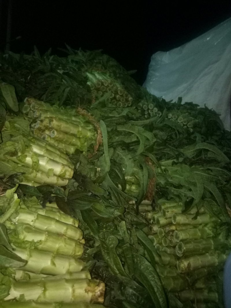 红尖叶莴苣大量上市中
