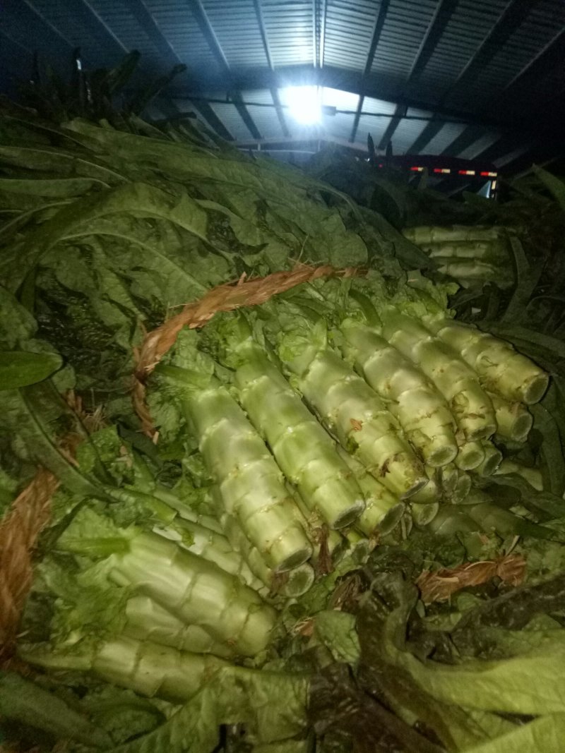 红尖叶莴苣大量上市中